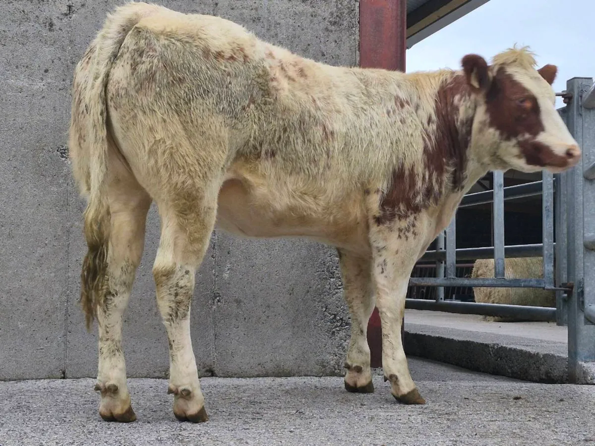 🌟 Super Belgian Blue Heifer 🌟 - Image 4