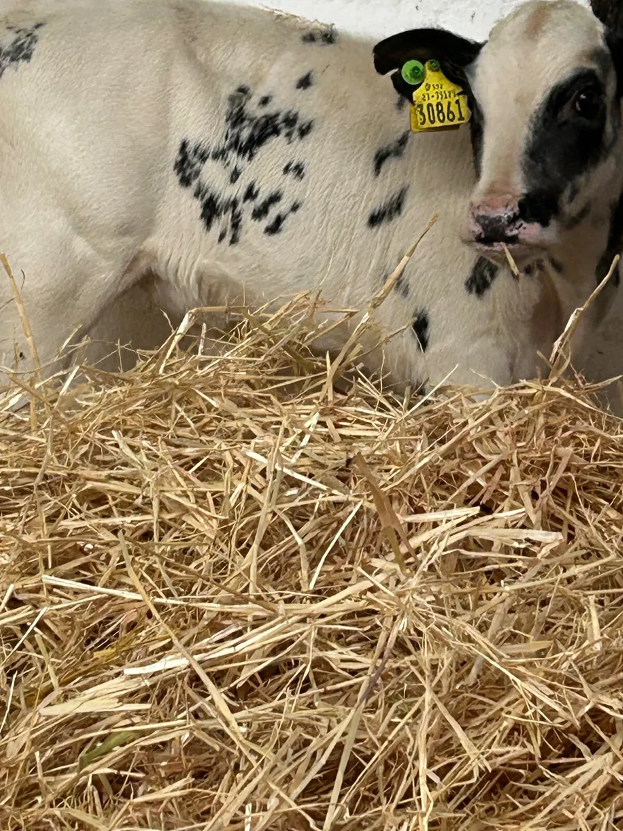 2 LOVELY BB HEIFER SUCK CALVES - Image 2