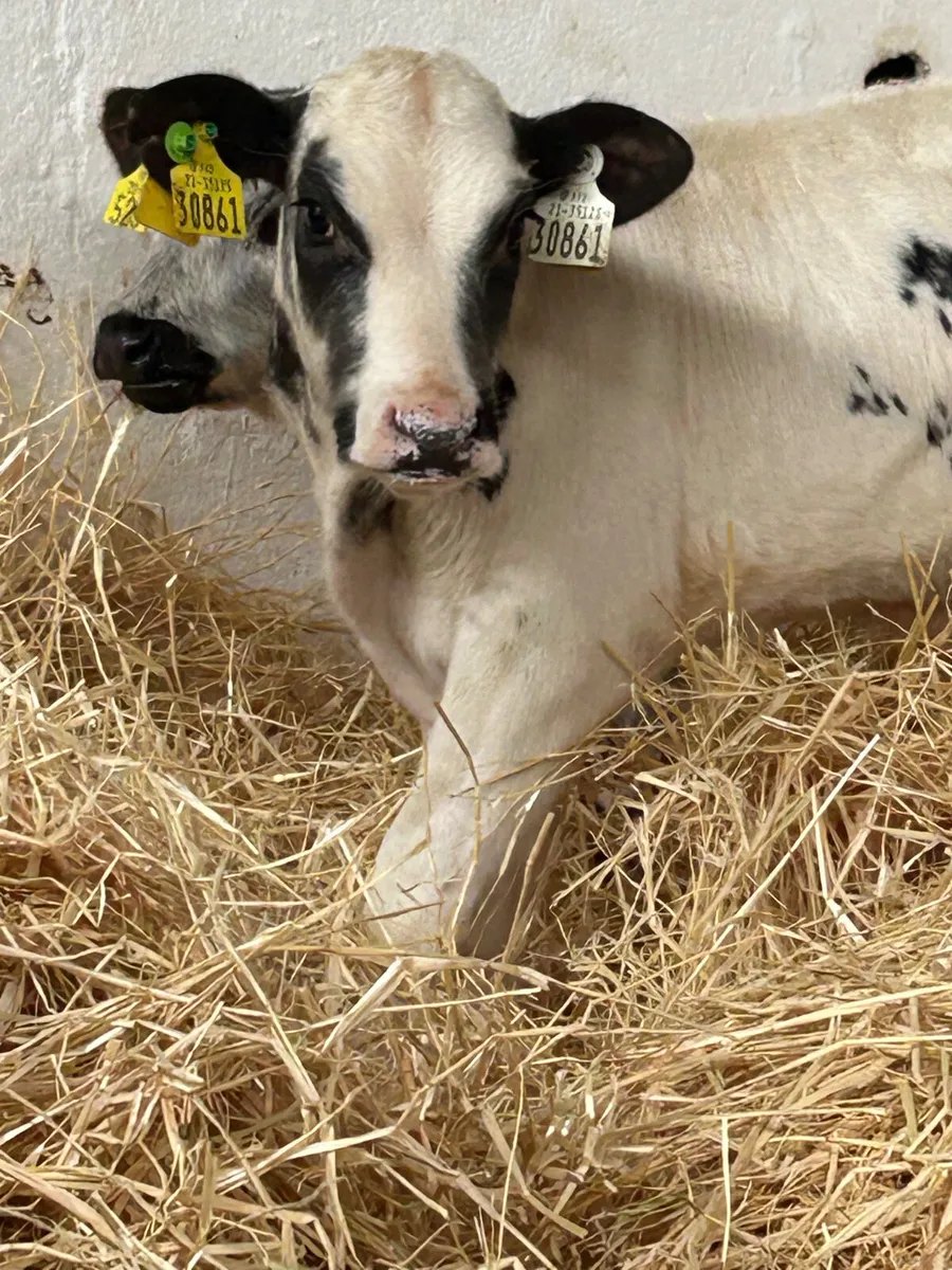 2 LOVELY BB HEIFER SUCK CALVES - Image 3