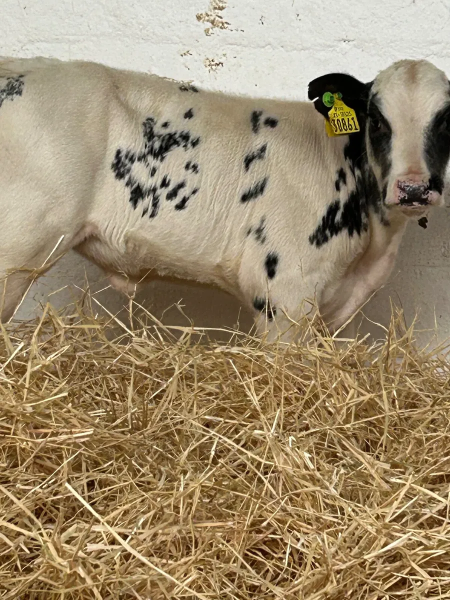 2 LOVELY BB HEIFER SUCK CALVES - Image 1