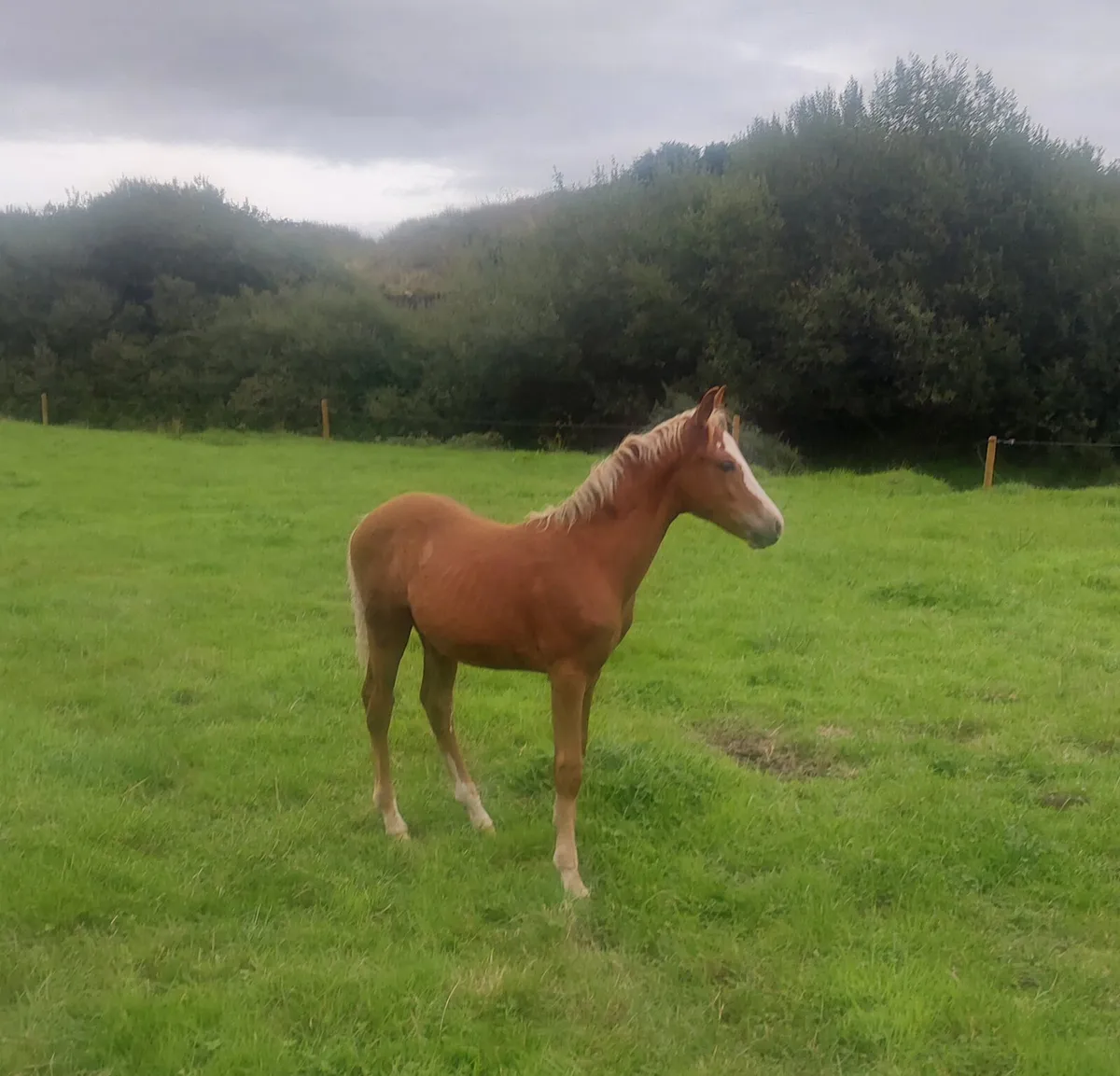Connamara foal for sale - Image 2