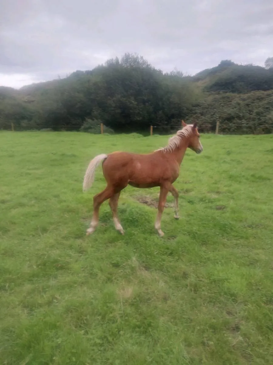 Connamara foal for sale - Image 3