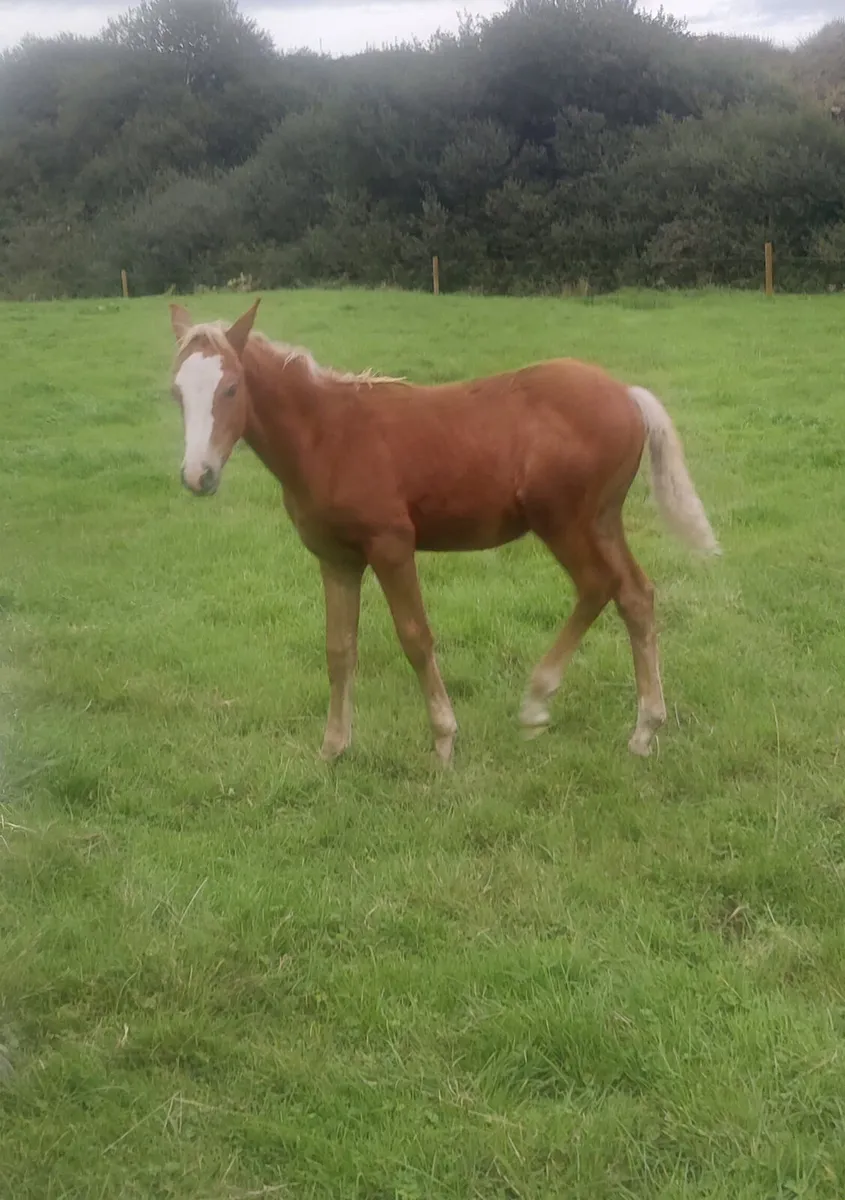 Connamara foal for sale - Image 4