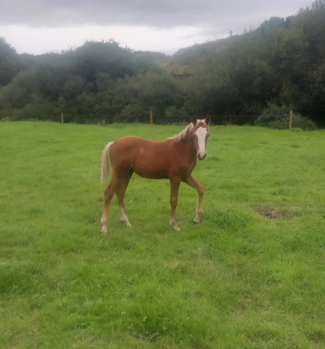 Connamara foal for sale - Image 1