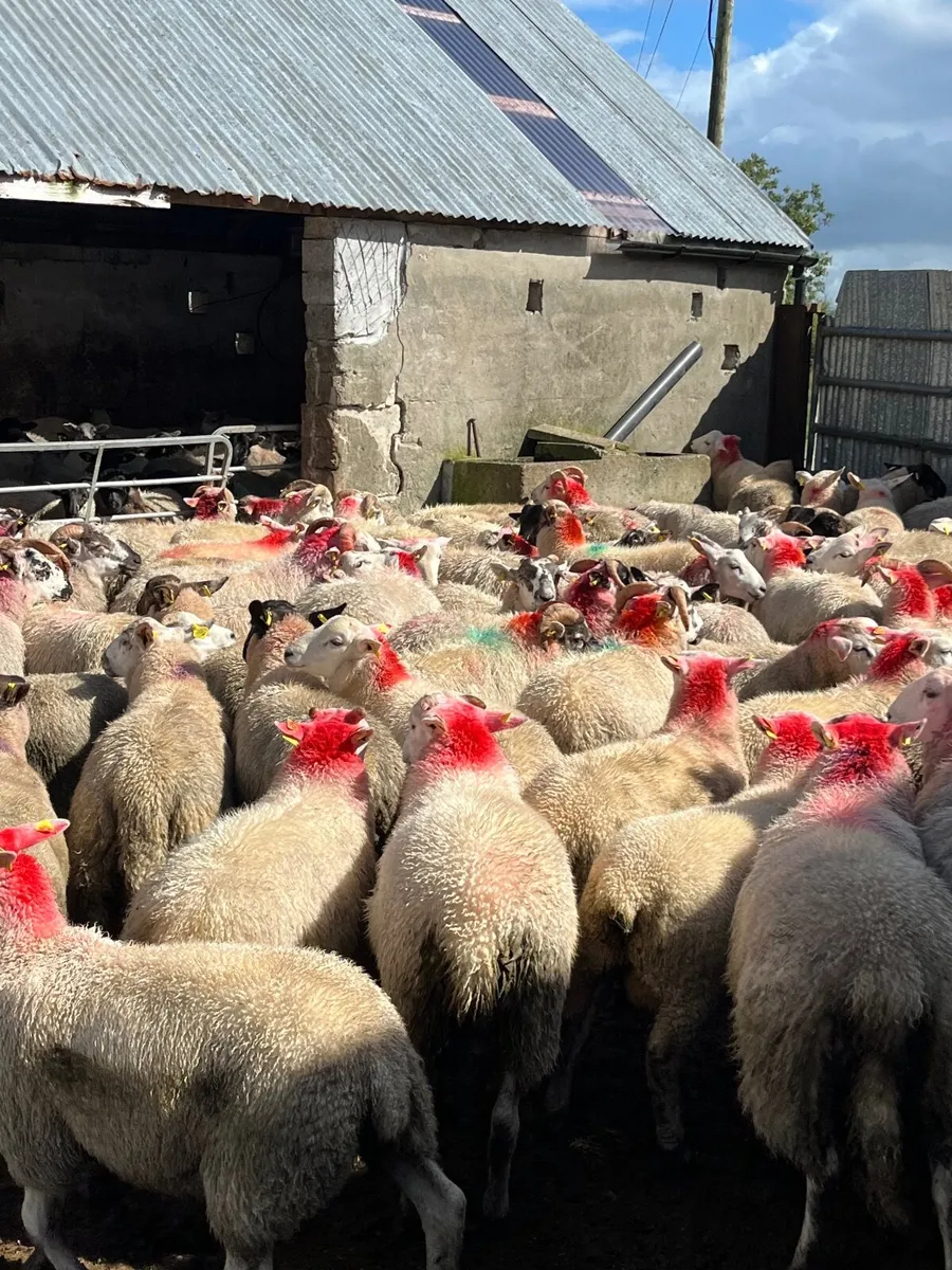120 super well bred ram lambs - Image 2