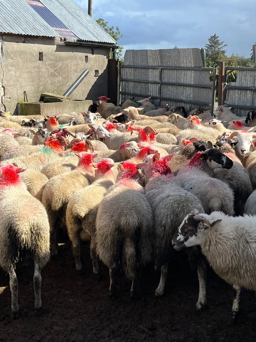 120 super well bred ram lambs - Image 1