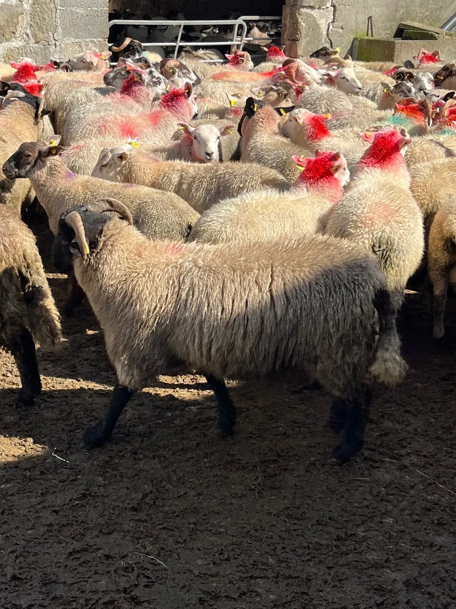 120 super well bred ram lambs - Image 3