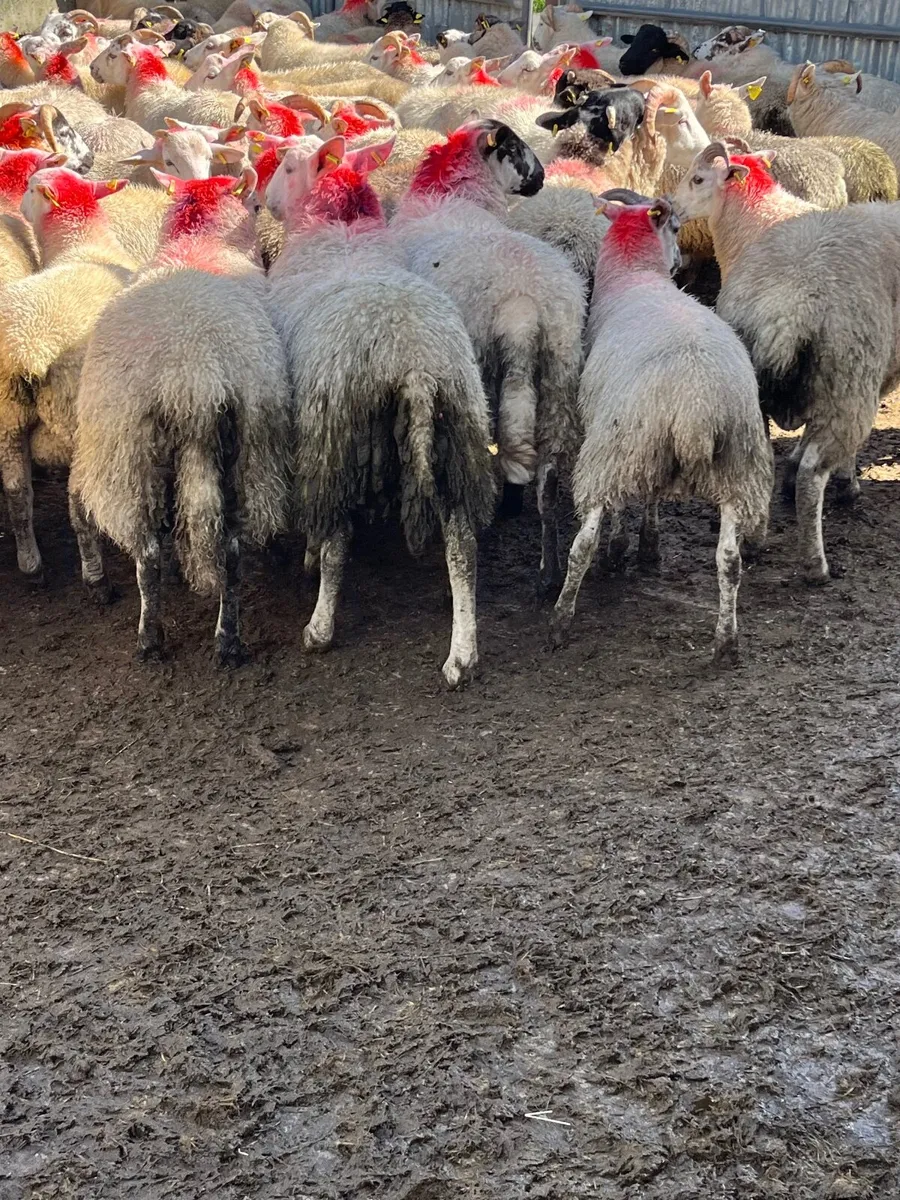 120 super well bred ram lambs - Image 4