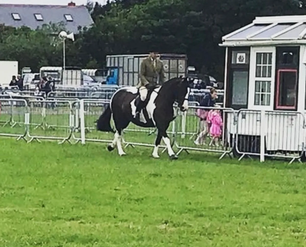 Cob Mare - Image 2