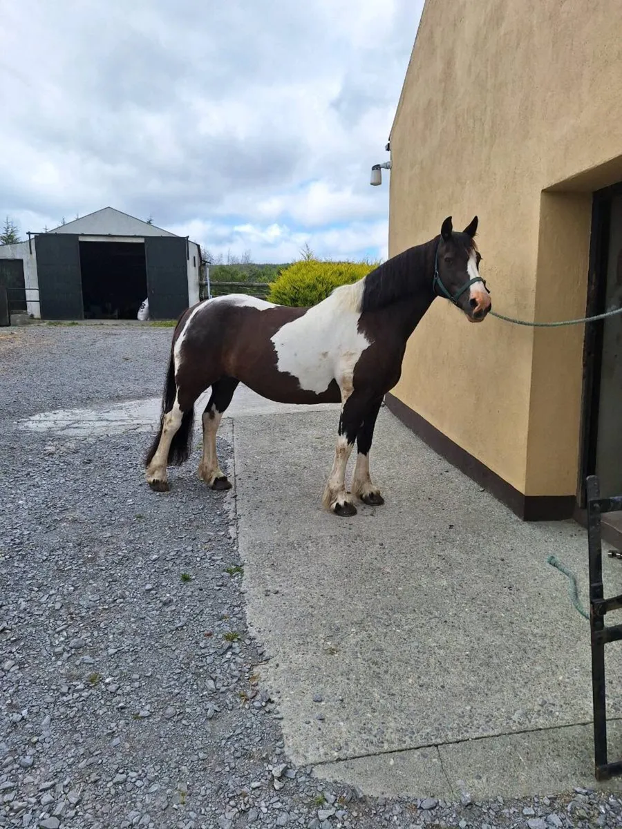 Cob Mare - Image 4
