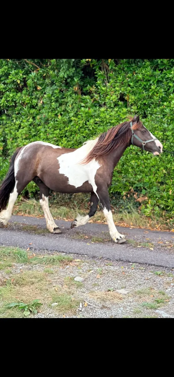Cob Mare - Image 1