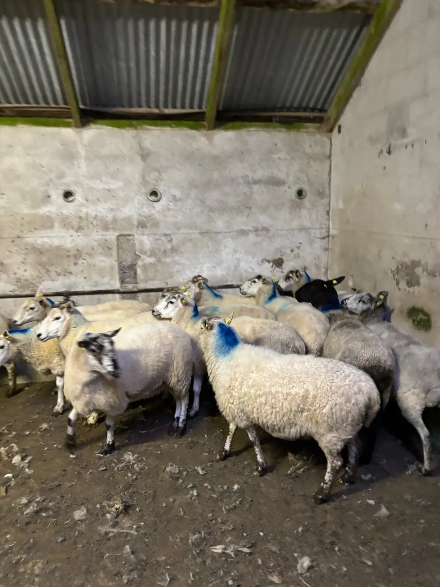 Ewes - Image 2