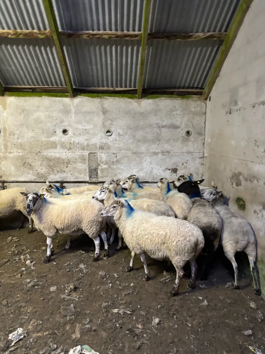 Ewes - Image 3