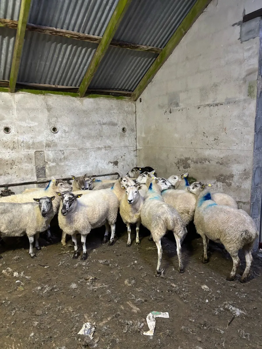 Ewes - Image 1