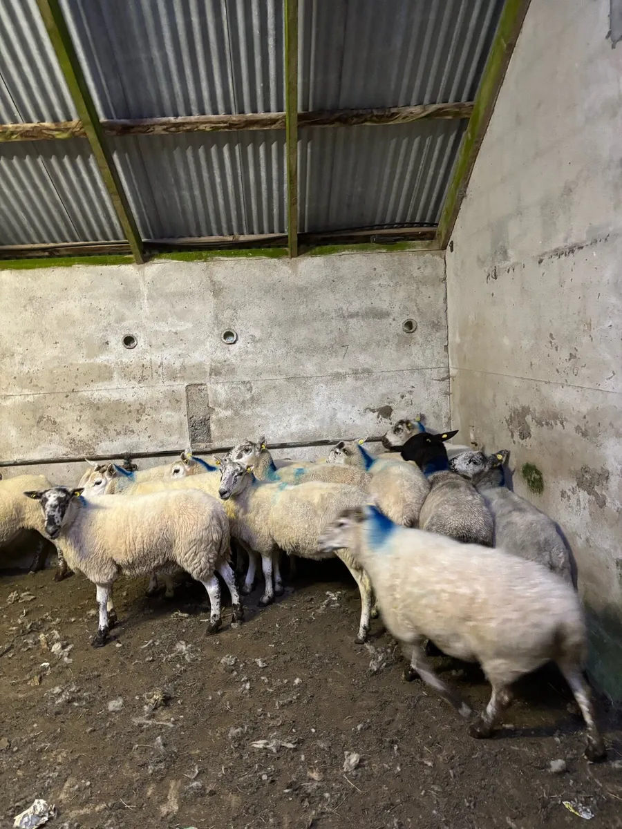 Ewes - Image 4