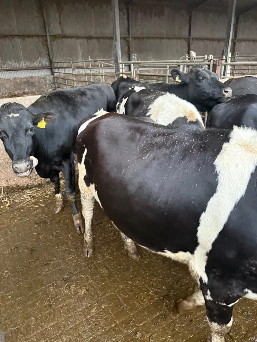 Maiden heifers pedigree - Image 1
