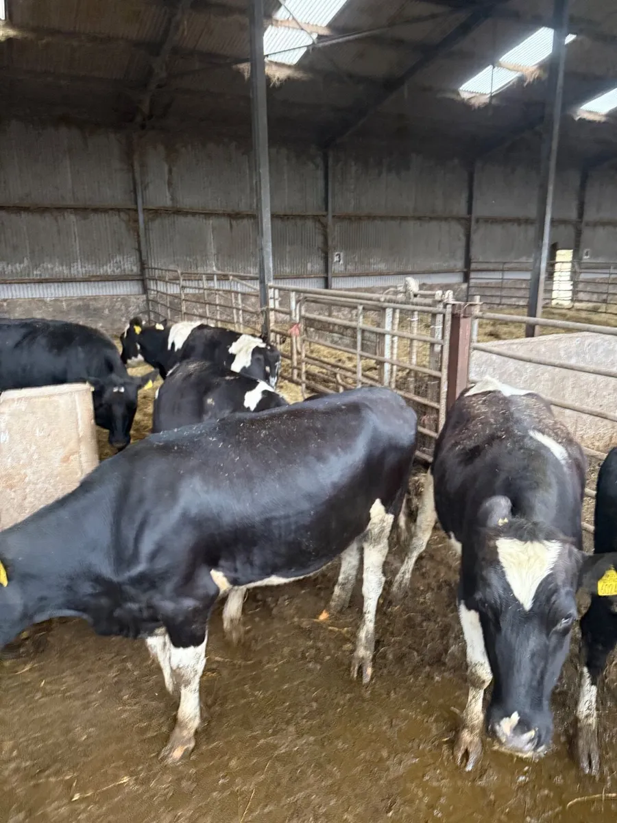 Maiden heifers pedigree - Image 3