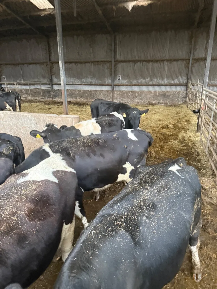 Maiden heifers pedigree - Image 2