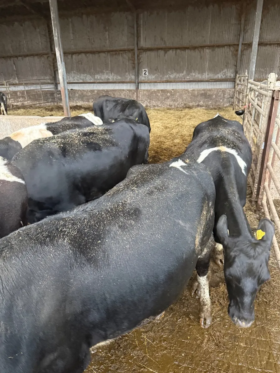 Maiden heifers pedigree - Image 4