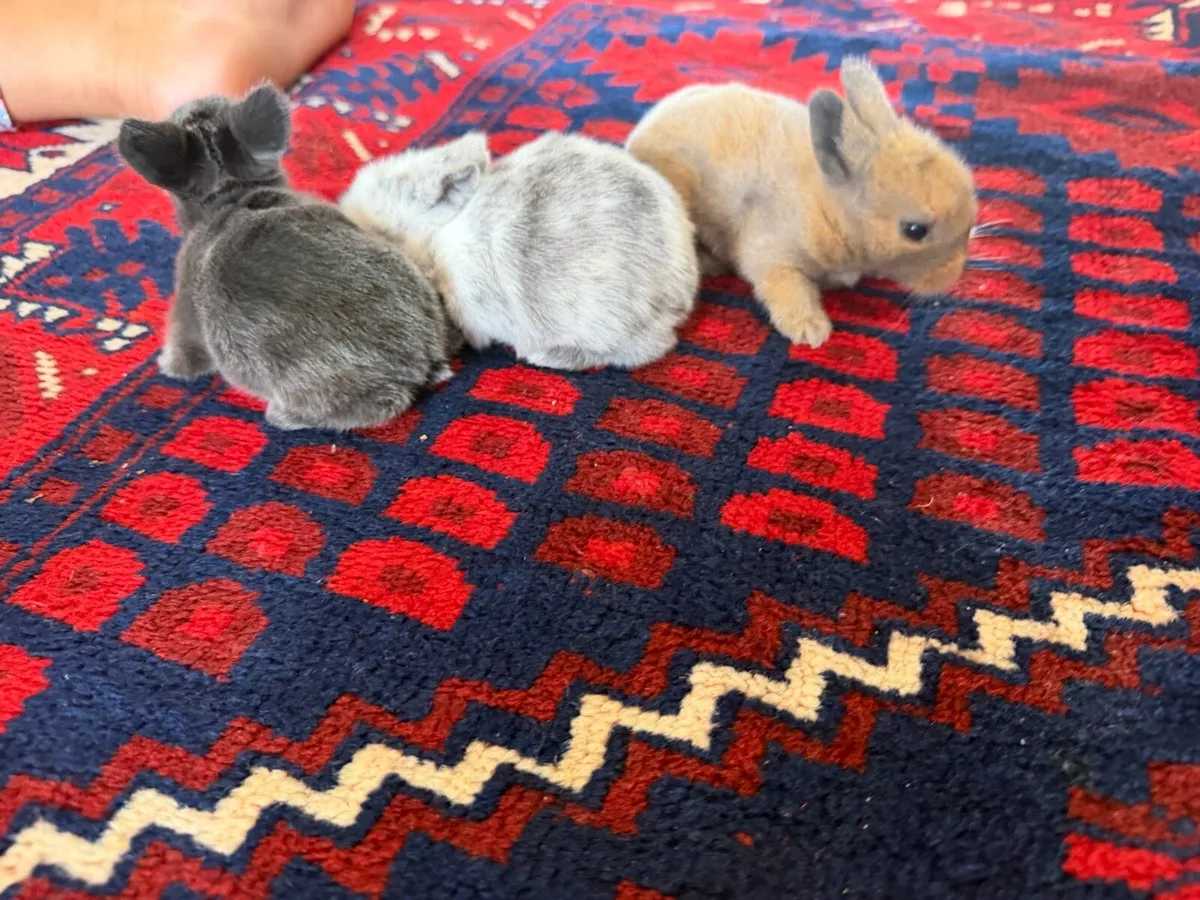 Bunnies - Image 1