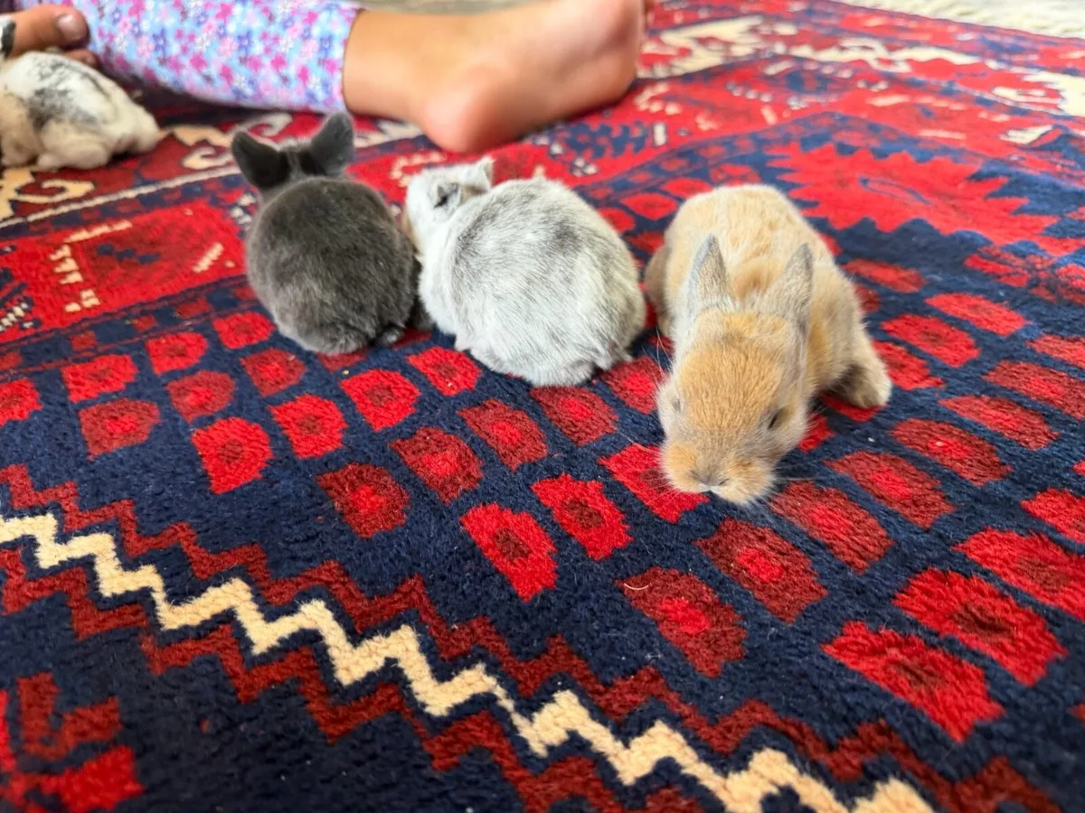 Bunnies - Image 2