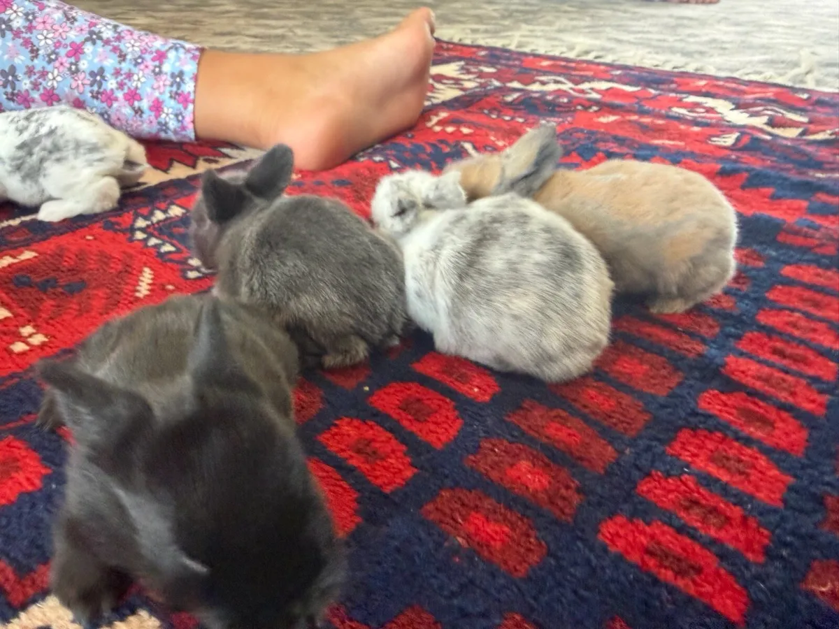 Bunnies - Image 3
