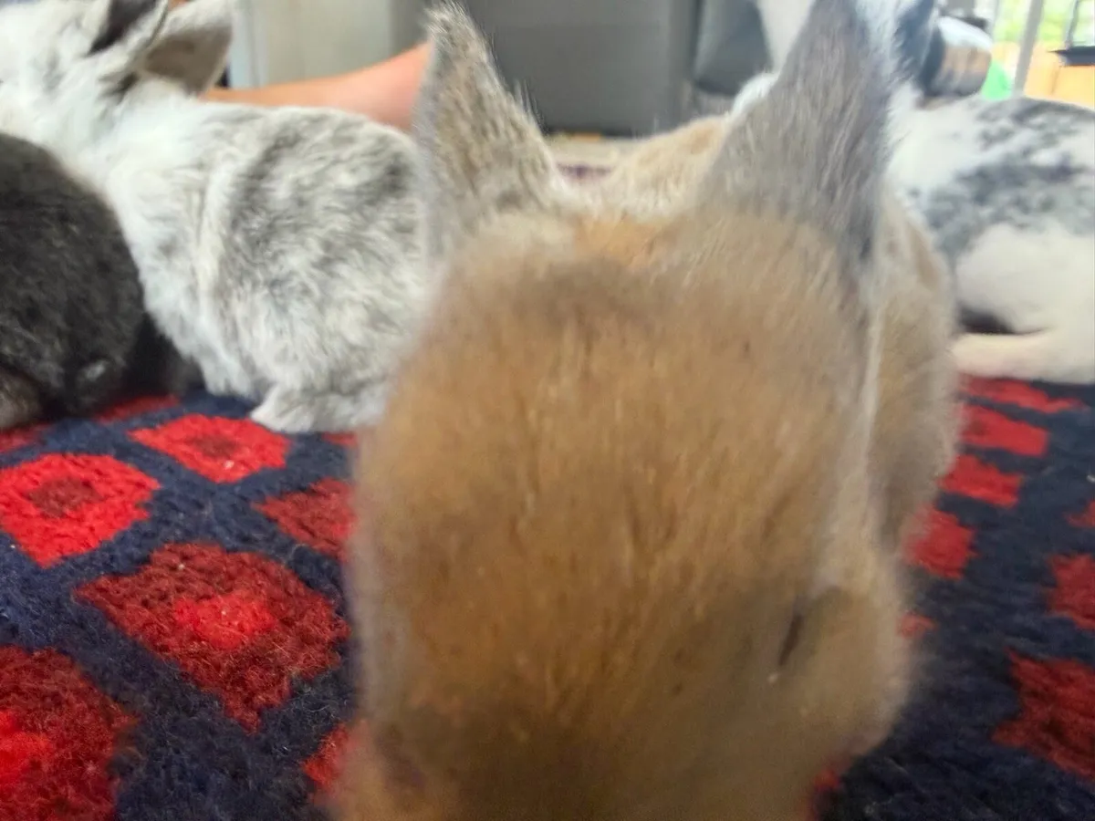Bunnies - Image 4