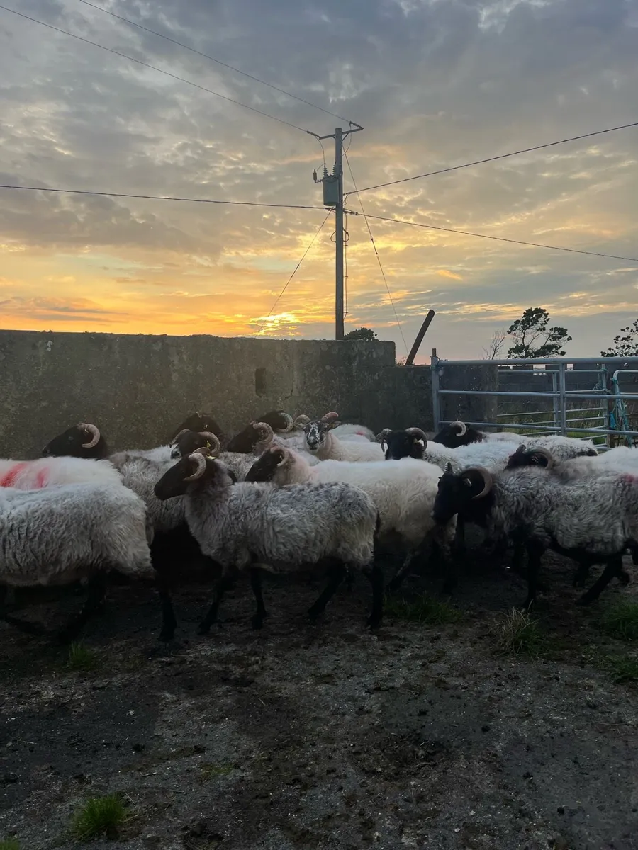 Blackface Ewes - Image 1