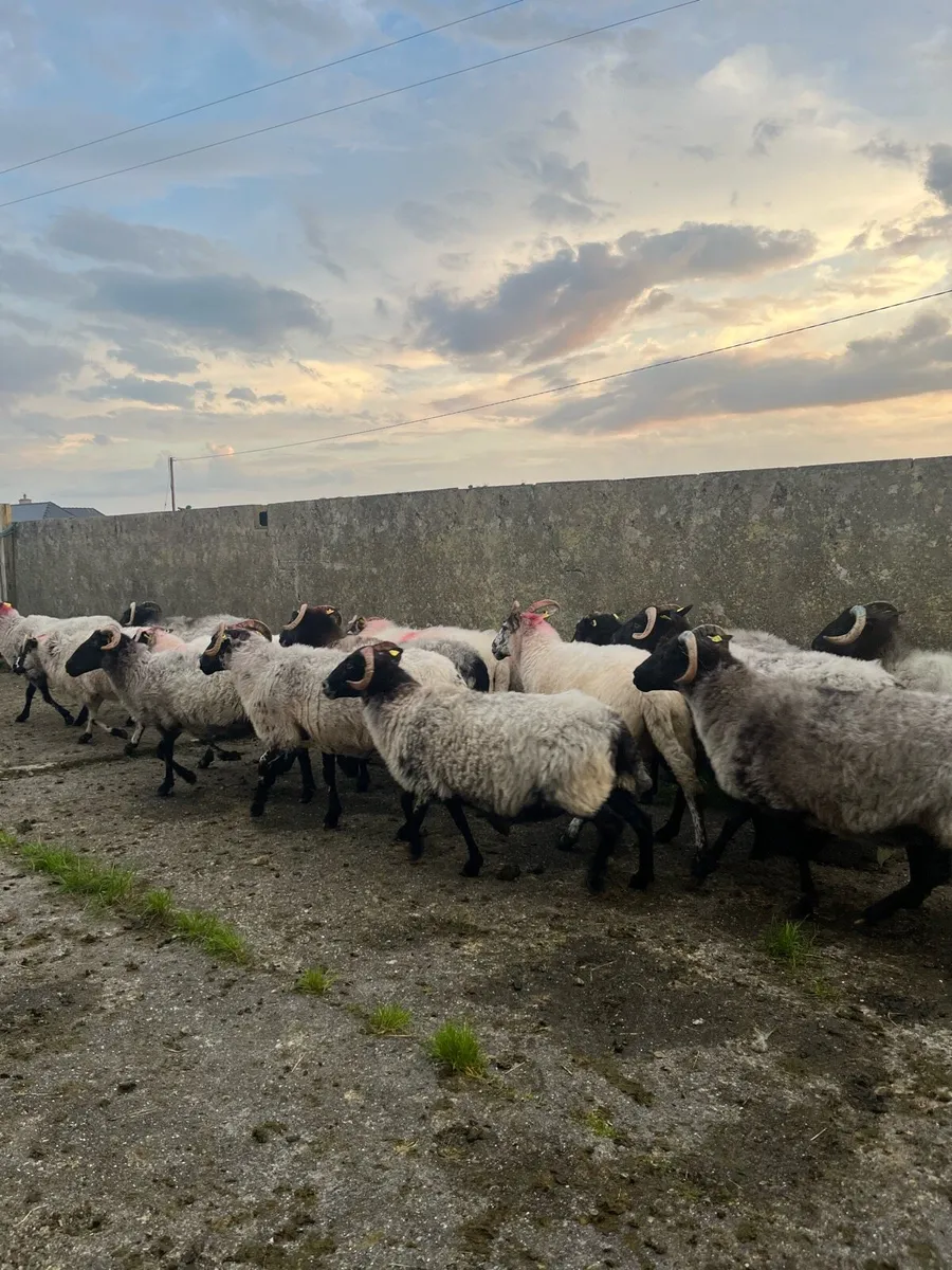 Blackface Ewes - Image 2