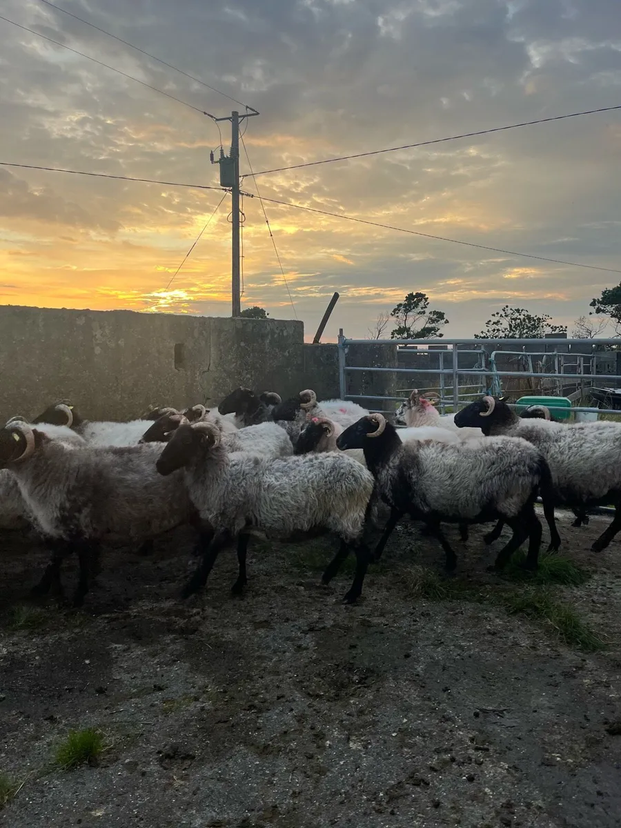 Blackface Ewes - Image 3