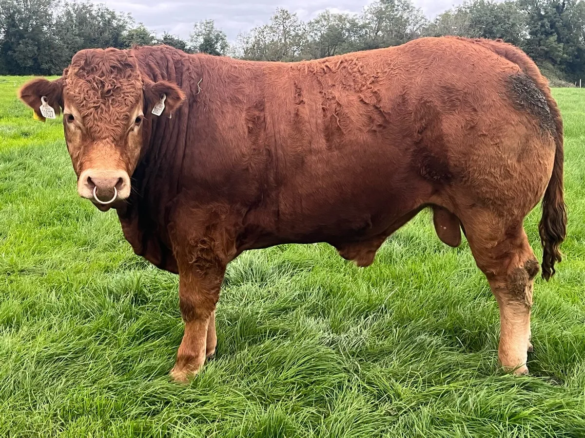 Pedigree Limousin Bull - Image 2