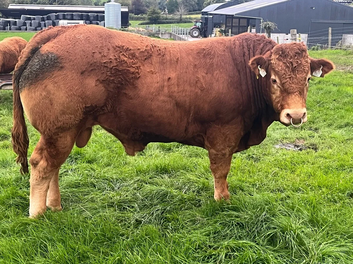 Pedigree Limousin Bull - Image 3