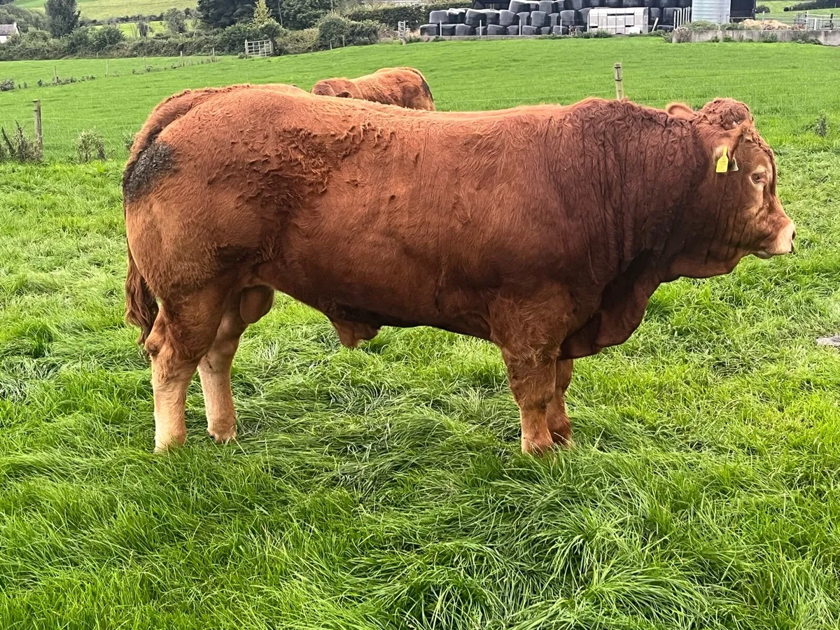 Pedigree Limousin Bull - Image 4