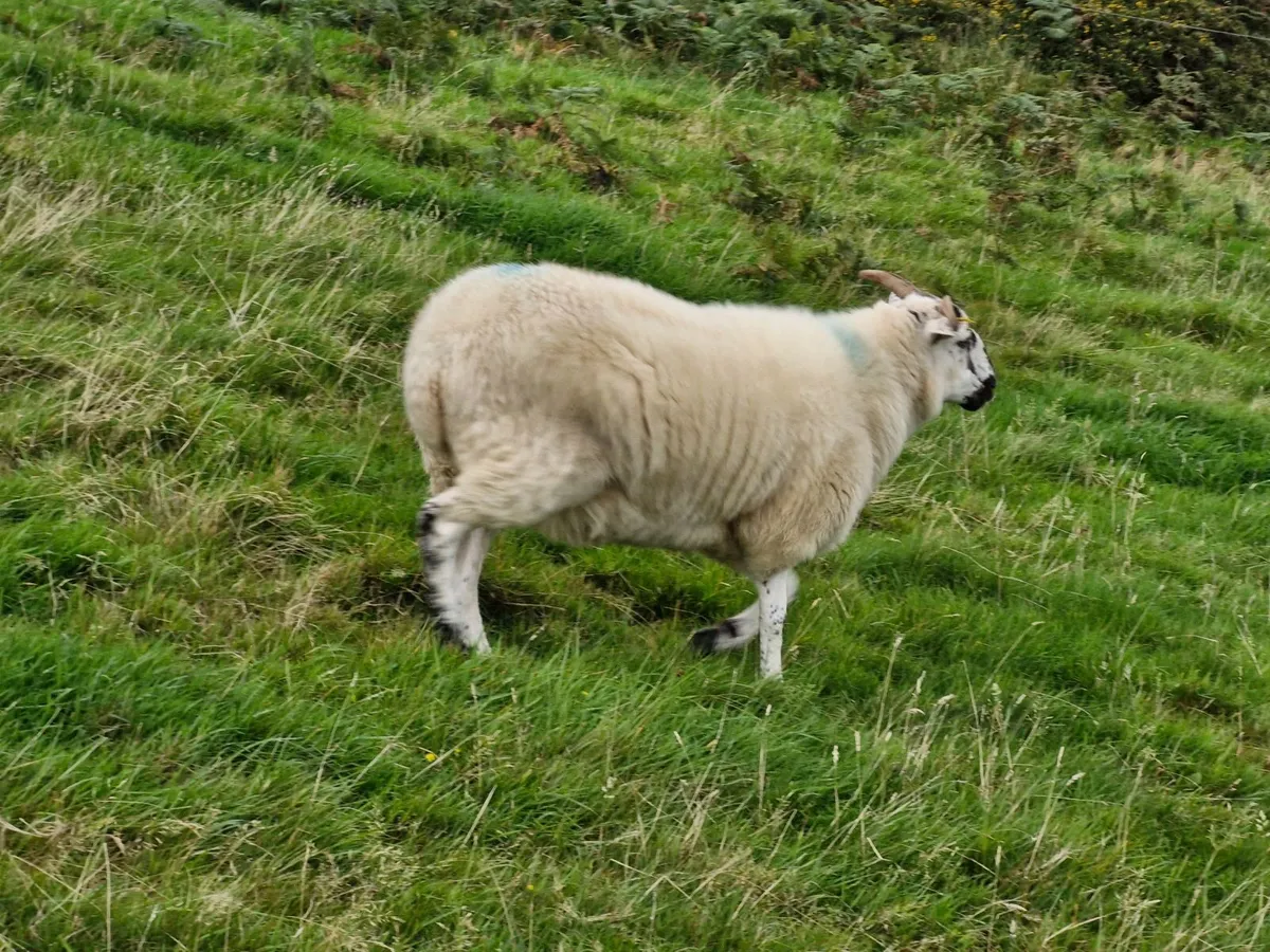 Hoggets - Image 2