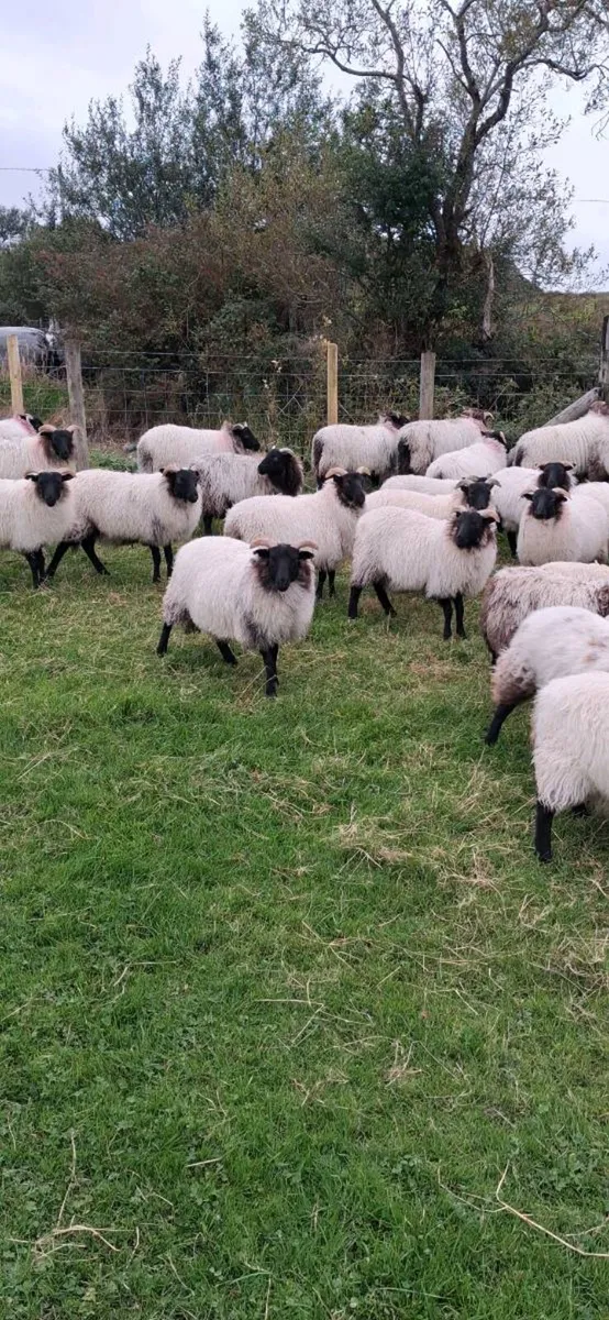 40 mayo blackface ewe lambs - Image 2