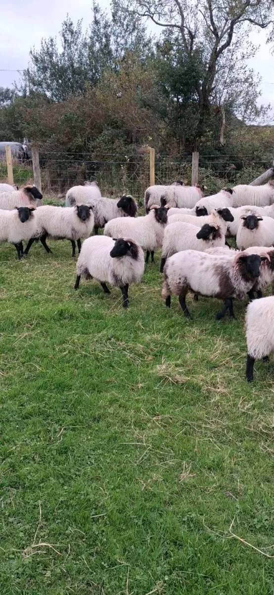 40 mayo blackface ewe lambs - Image 3