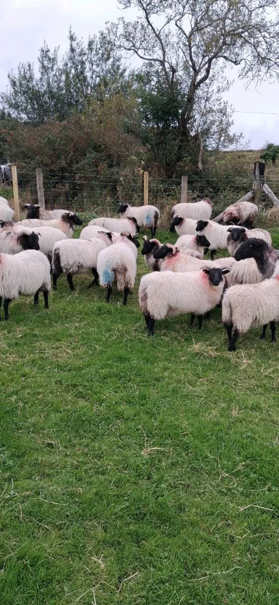 40 mayo blackface ewe lambs - Image 4