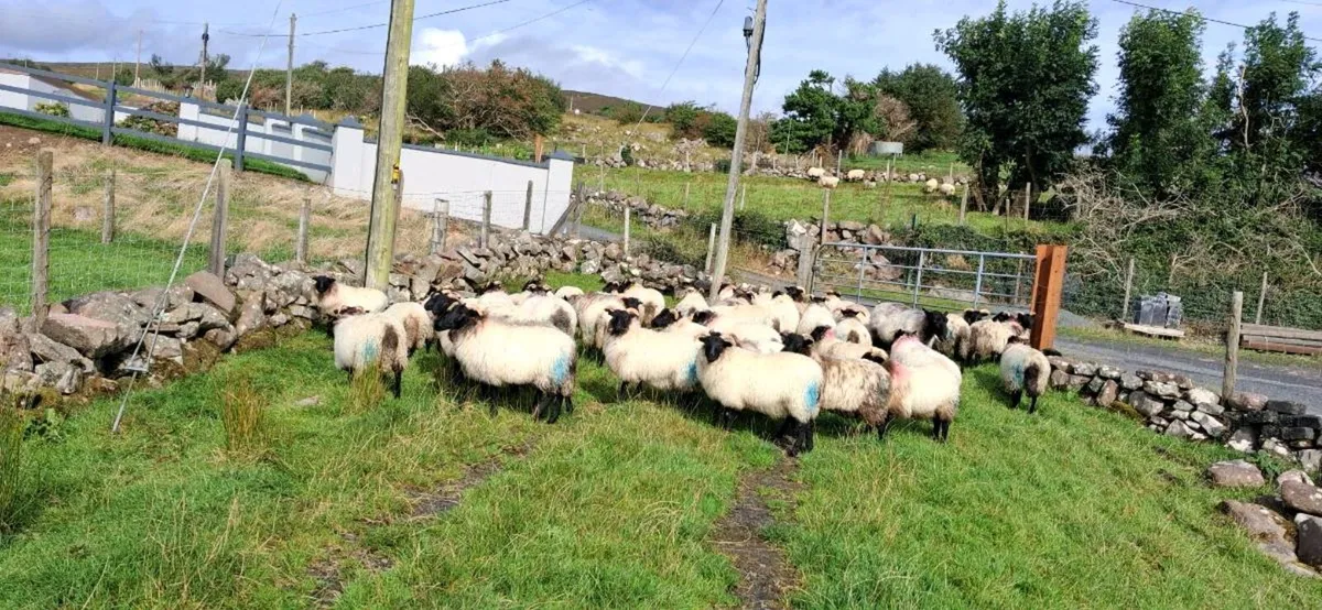 40 mayo blackface ewe lambs - Image 1