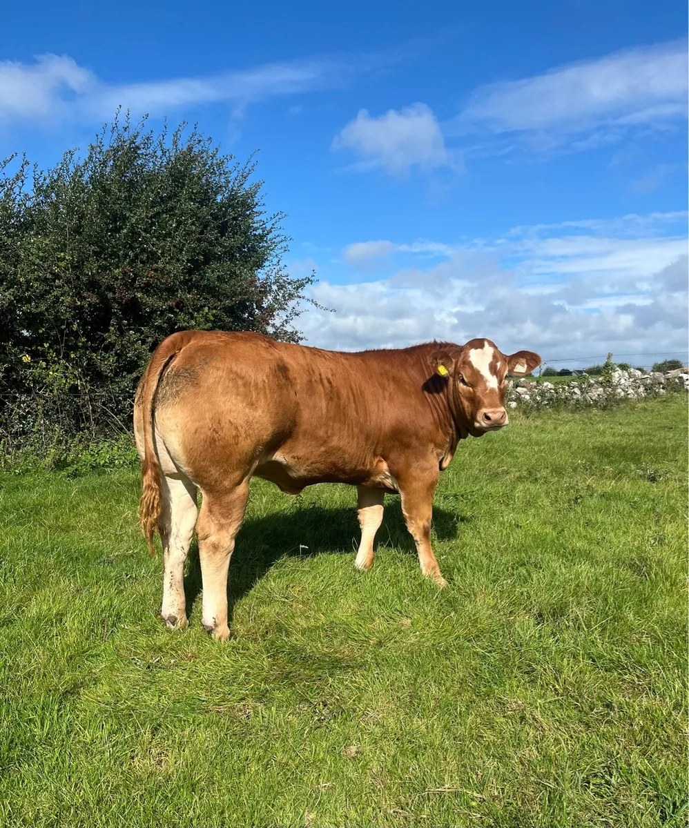 10 Super Breeding Heifers Ballinasloe Mart 12thSep - Image 1