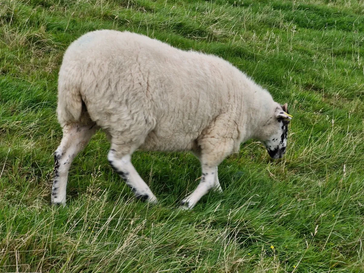 Hoggets - Image 3