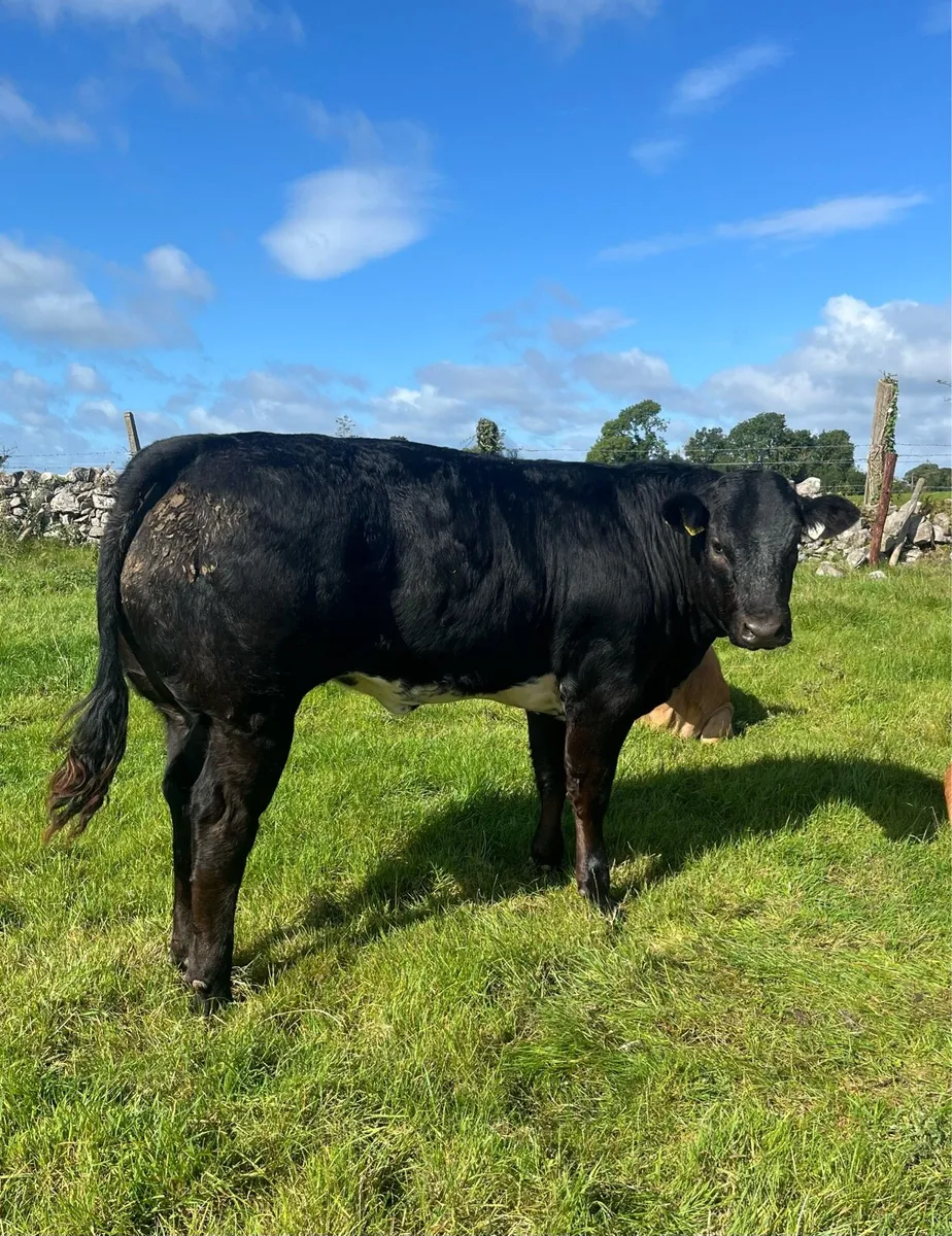 10 Super Breeding Heifers Ballinasloe Mart 12thSep - Image 3