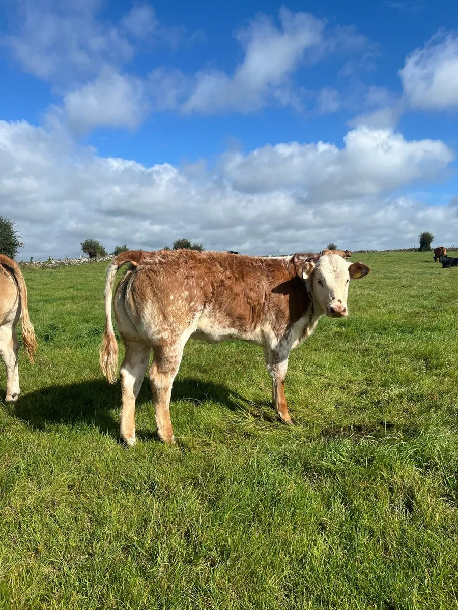 10 Super Breeding Heifers Ballinasloe Mart 12thSep - Image 4