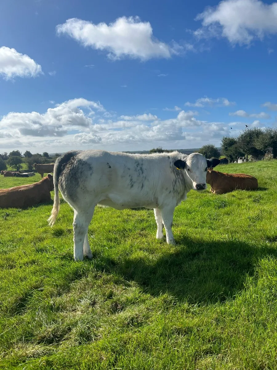 10 Super Breeding Heifers Ballinasloe Mart 12thSep - Image 2