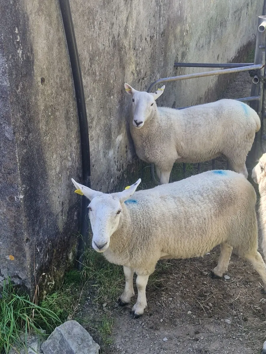 Hoggets - Image 1