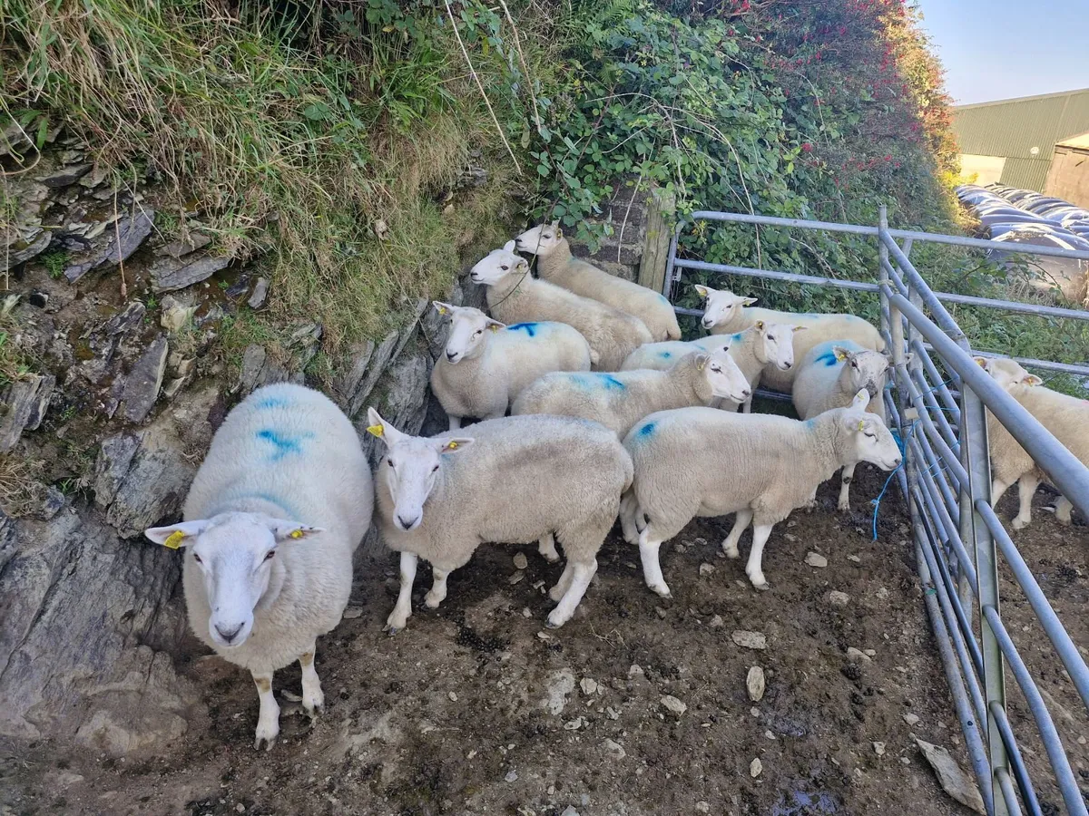 Hoggets - Image 4