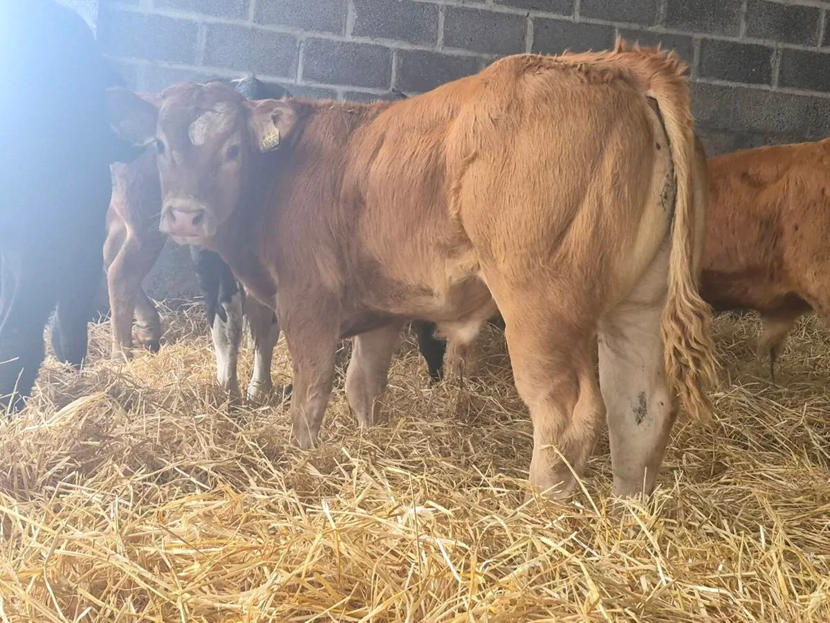 10 Bull Weanlings For Sale - Image 2