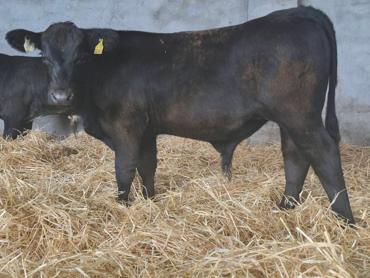 10 Bull Weanlings For Sale - Image 3