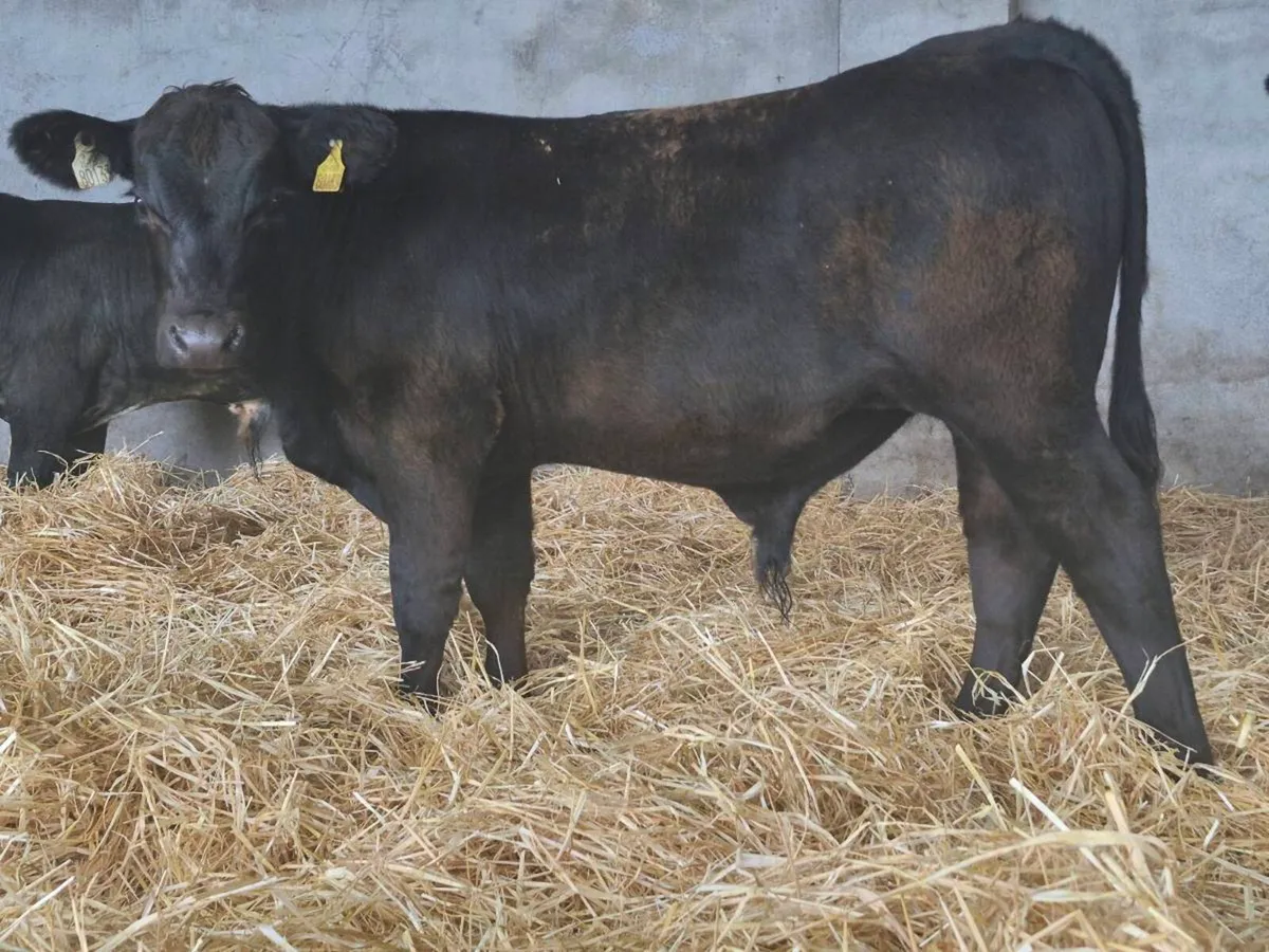 10 Bull Weanlings For Sale - Image 4