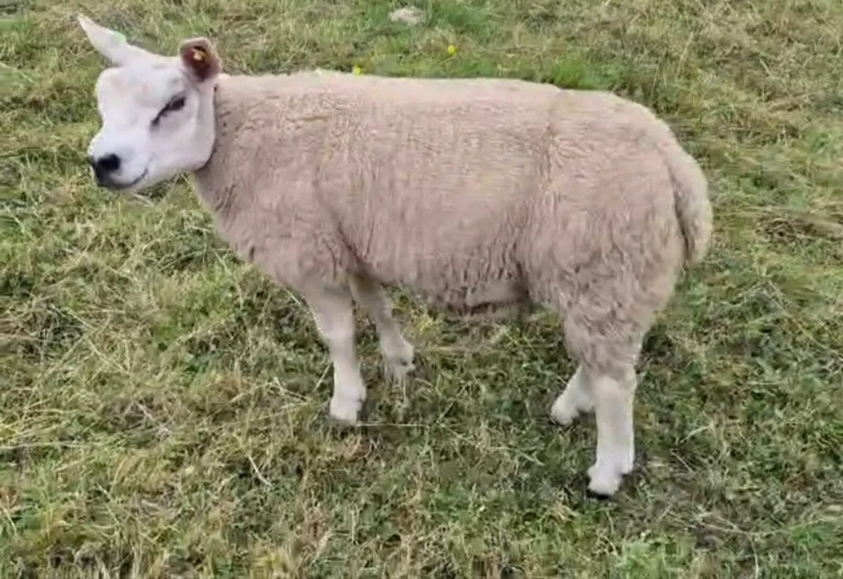 SIS Pedigree Texel Ram - Image 1