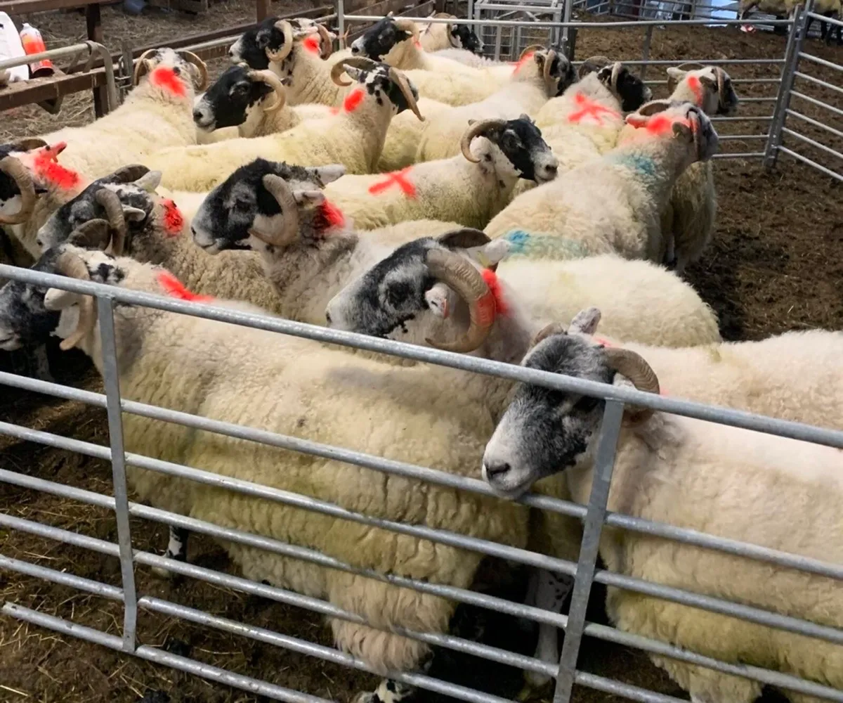 Lanark ewes - Image 2